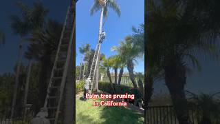 Palm tree pruning in California/ #palmtree #shorts #pruning #trim #california rnia