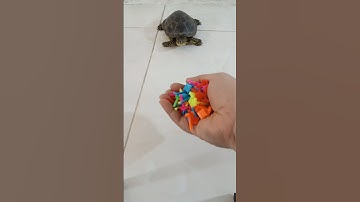 taco turtle asmr reverse loop #satisfying #asmr #oddlysatisfying #pets #animals