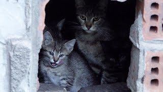 Very angry cat hisses to protect her kittens