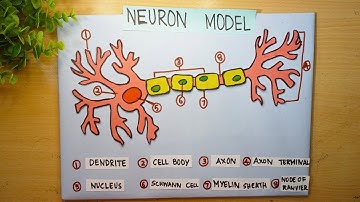 2D neuron model project | neuron structure model project | How to make neuron 3D model