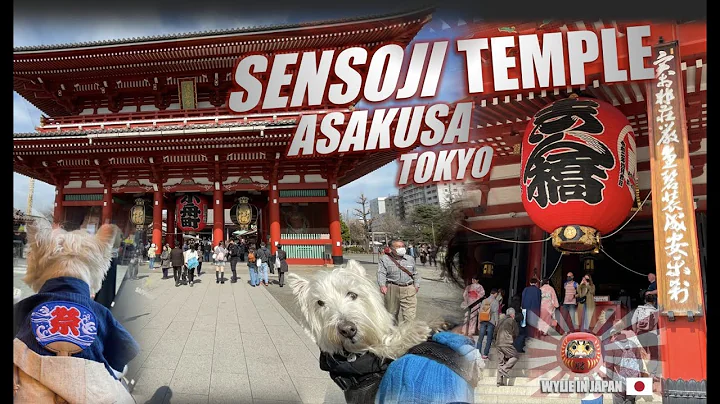 Senso-ji | Oldest Temple in Tokyo | Dog Friendly A...
