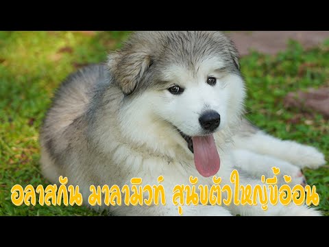 อลาสกัน มาลามิวส์ (Alaskan Malamute) สุนัขตัวใหญ่ขี้อ้อน !!
