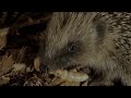 Hedgehogs Will Travel Great Distances at Night for a Meal | Into The Wild New Zealand | Smithsonian