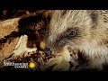 Hedgehog Behavior and Ecology