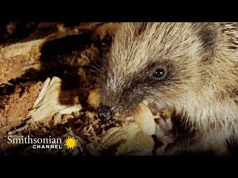 Hedgehogs Will Travel Great Distances at Night for a Meal | Into The Wild New Zealand | Smithsonian Instructional Video