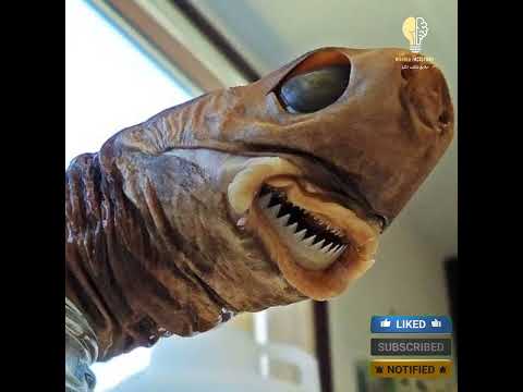 کشف یکی از اسرار مثلث برمودا