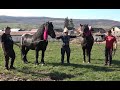 Caii lui Dorel de la Tigmandru, Mures - 2021 Nou!!!