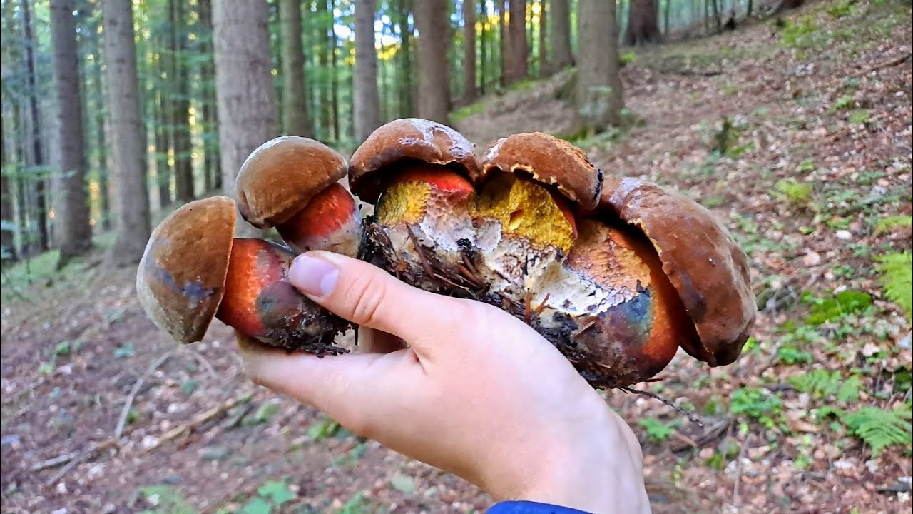 Vlna hřibů je tady! Úžasné houbaření v Beskydech 