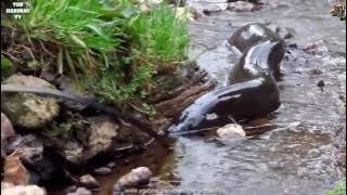 Belut Raksaksa Terbesar Di Dunia Dijumpai Di Sungai Kapuas Kalimantan Monster EEL Anguila Gigante