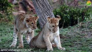 Lion cubs playing with their Mum