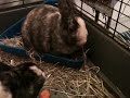 Molly en het hooitje