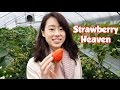 Japanese Winter Strawberry Picking
