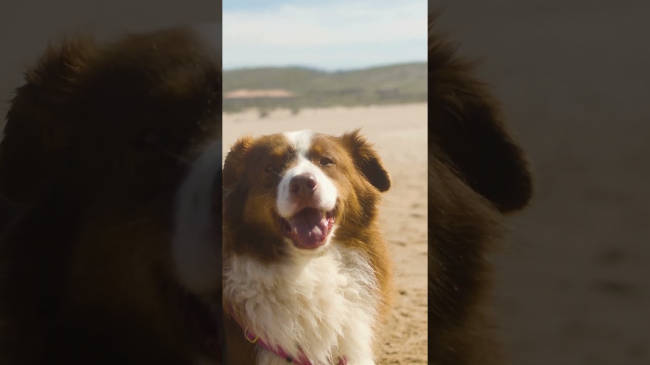 Jasonwell Foldable Dog Bath Pool