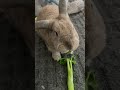 Relaxation bunny #rabbitsofyoutube #bunnylife #viralrabbit #animal