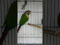 Yellow side conure / YSC sepasang siap ternak #fyp #breeding #hobi #parrot