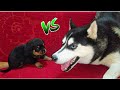 Cheeni Mausi Puppy Chor🐾 Dog Can talk part 83 || Husky Vs Rottweiler Puppies || Review reloaded