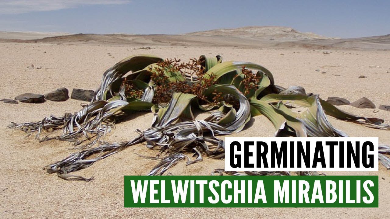 Germinating Welwitschia Mirabilis - Facts & myths