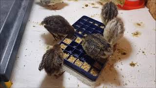 Raising baby quail chicks (2 minutes)