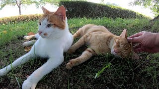 猛暑の中、茶トラ猫と茶シロ猫が甘えてくる