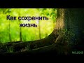 "Как сохранить жизнь". А. И. Бублик. Проповедь. МСЦ ЕХБ.