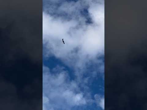 Titan Mustang flyover.