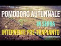 Coltivazione Pomodoro Autunnale in Serra | Interventi Pre-trapianto