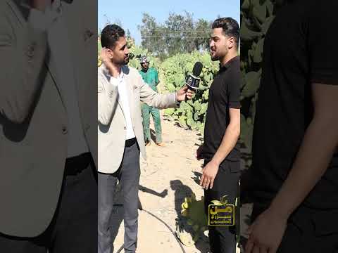 ليه تزرع تين شوكي زراعة مربحة بأقل تكلفة دراسة جدوي في التكلفة والعائد زراعة اكسبلور 