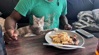 When Mom Is Out Of Town, Billi Takes Advantage | BilliSpeaks by BilliSpeaks 41,189 views 2 months ago 1 minute, 15 seconds