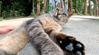 店番していた猫を撫でるとゴロンゴロン、手をニギニギしてカワイイ