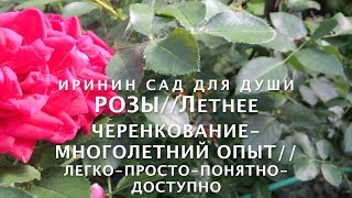 РОЗЫ//Летнее черенкование - многолетний опыт//Легко-просто-понятно доступно