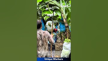 Banana harvesting: people harvesting bananas with a tool