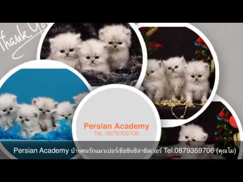 Persian Academy บ้านคนรักแมวเปอร์เซียชินชิล่าซิลเวอร์ Tel.0879359706 (คุณโม)