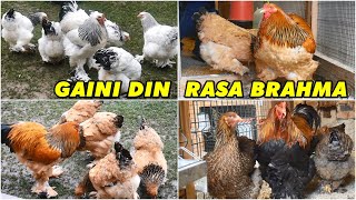 Găini BRAHMA superbe acasă la Robert din Râșnov - Brahma HD, Columbia și Potârnichiu