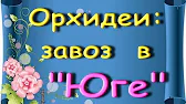 Орхидеи,узамба́рские фиалки,Самара🌺