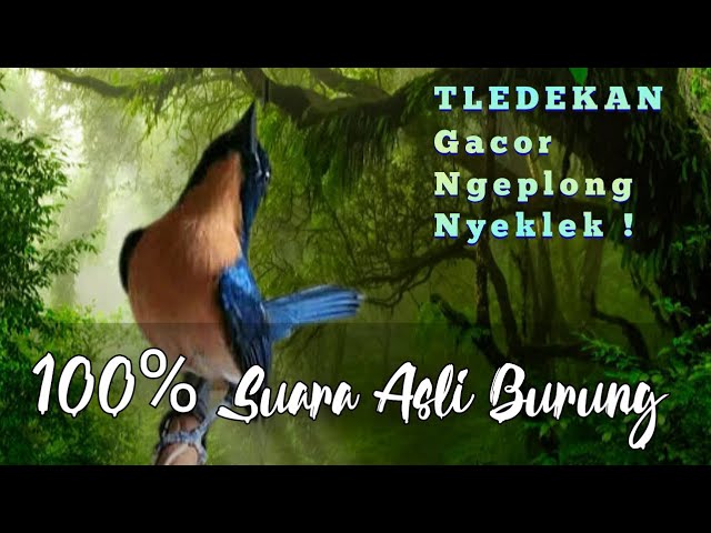 Suara asli burung TLEDEKAN Gunung Gacor Ngeplong Ngerol Nyeklek ; Durasi 1 JAM class=