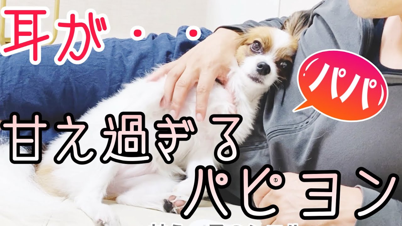 甘え過ぎて ファーレン になるパピヨン犬 Shorts Youtube