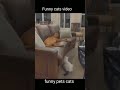 funniest cats | funny pets cats | SHORT AND FUNNY videos 🤣 #shorts