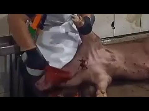 Stunning, Sticking and Bleeding (Swine) #femalebutcher