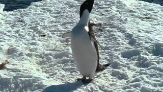 Adelie Penguin Not Cleared For Take-Off.wmv