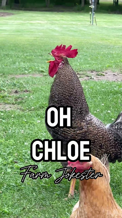 Pamela your rooster is looking for you!!!! #pamela #pam #pami #rooster #chickens  #farmjokester