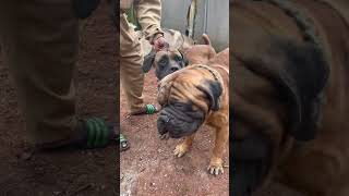 When Boerboel  vs #uncledogs #rottweiler #dogs #dogs  mastiff