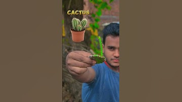 CACTUS PLANT PART-2 #experiment #shotrs #cactus