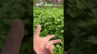 ГОРЧИЦА 23.10.2025