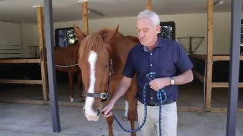 Andrew McLean on Negative Reinforcement