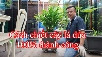 Cách chiết cây lá dứa 100% sống