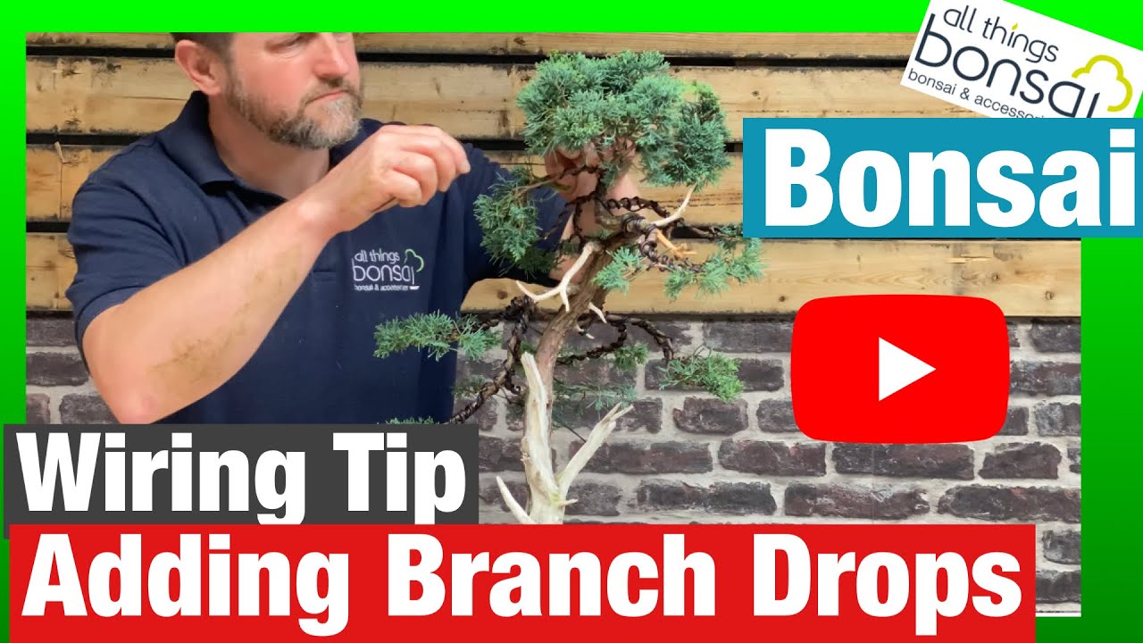 Wiring Bonsai Trees - Why do we wire bonsai? - Bonsai Trees for Sale UK