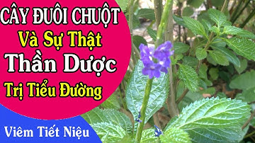 Cây Đuôi Chuột : Sự Thật Về Thần Dược Trị Tiểu Đường, Viêm Tiết Niệu
