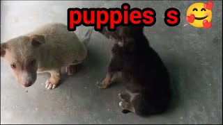 Pyara cute baby#puppy #viral #shorts video#youtube shorts😌😌 🙏🙏🙏