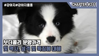 보더콜리 분양가격 및 역사, 성격 및 특징에 대해