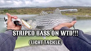 TOP WATER STRIPED BASS!!! Bass Fishing and more...